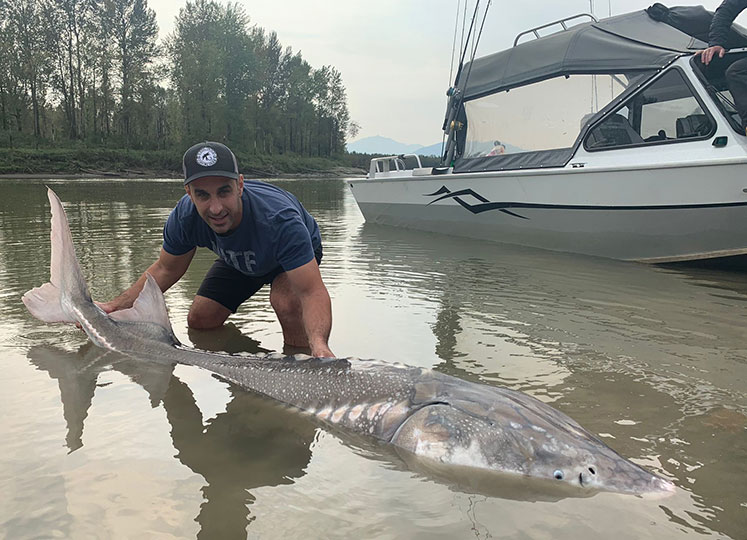 Sturgeon Fishing Fraser River Sturgeon Fishing